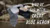 Blue Heron Wood Carved Shorebird Tom Taber for Big Sky Carvers Big Sky Carvers